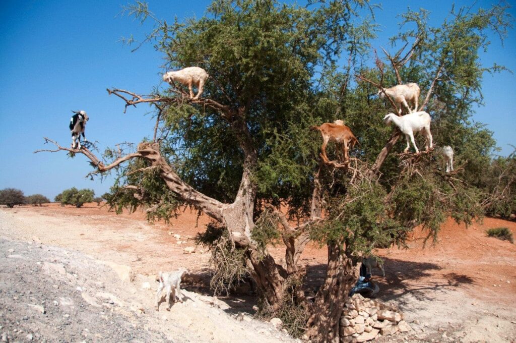 Is Argan oil made from goat poop