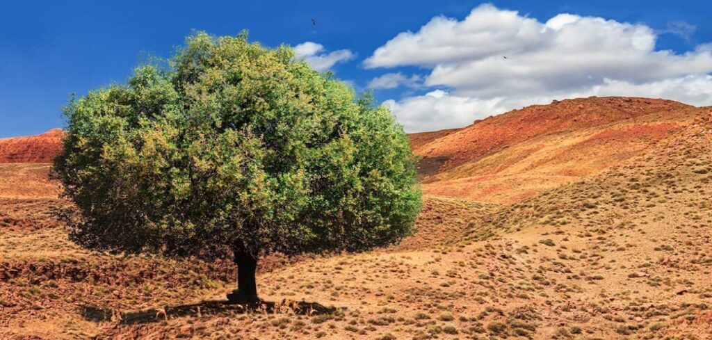 Argan tree